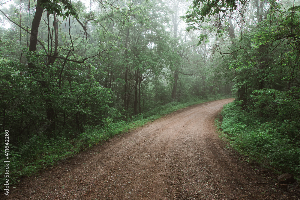 Foggy Dirt Road in Arkansas