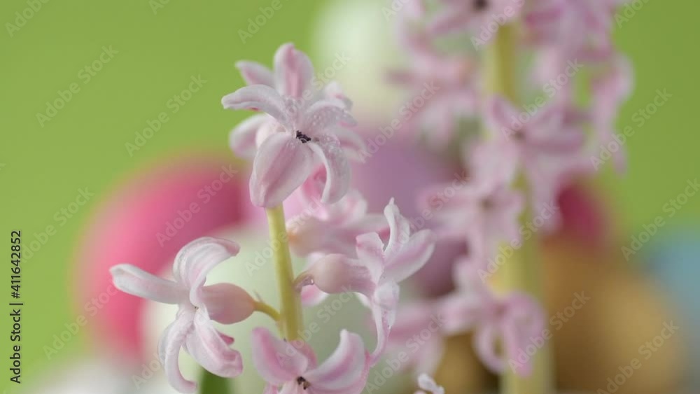 Pink hyacinths in front rotating Easter eggs Pink hyacinths in front rotating Easter eggs