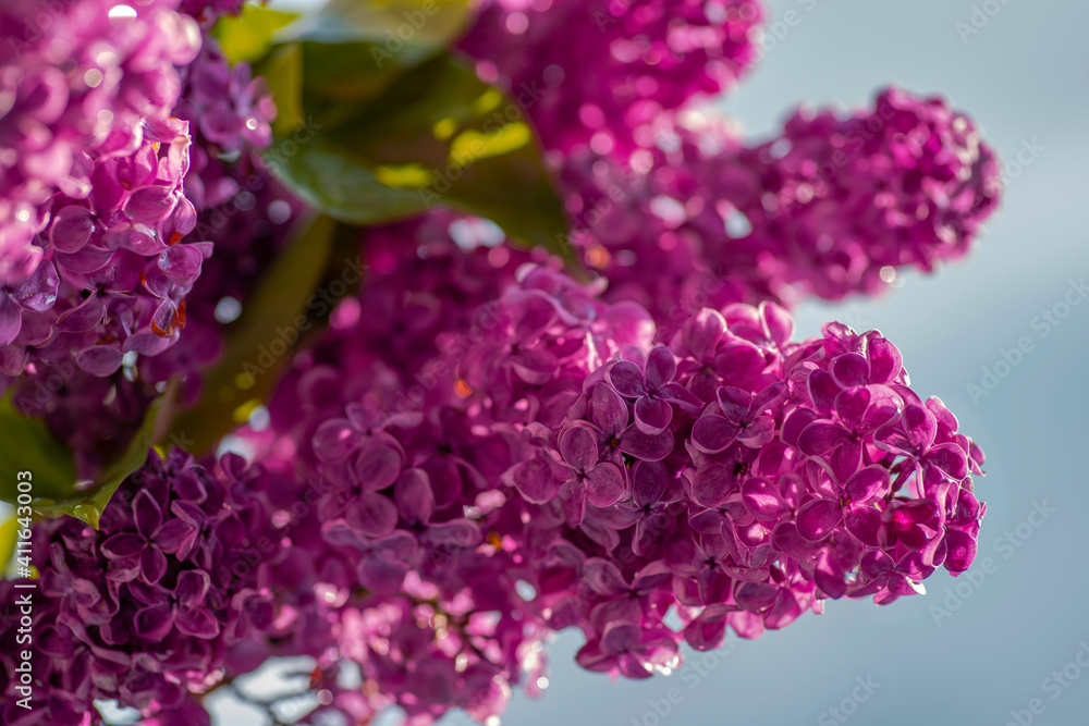 Blooming lilac in dew drops of pure water. Blooming lilac in dew drops of pure water.