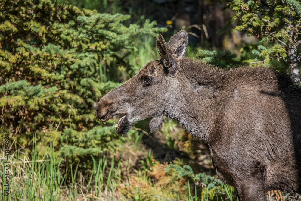 young moose calf in forest young moose calf in forest