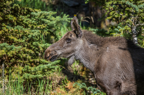 young moose calf in forest