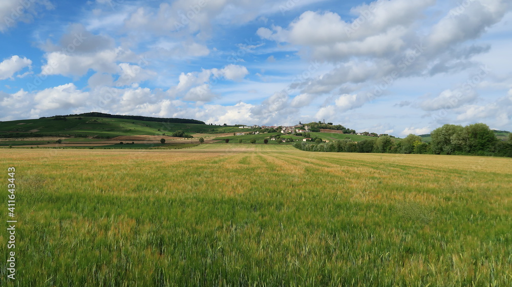 Campagne au printemps, paysage rural en Champagne Ardenne, avec un champ de céréales (orge) vert et le village de Châtillon-sur-Marne en arrière-plan (France)