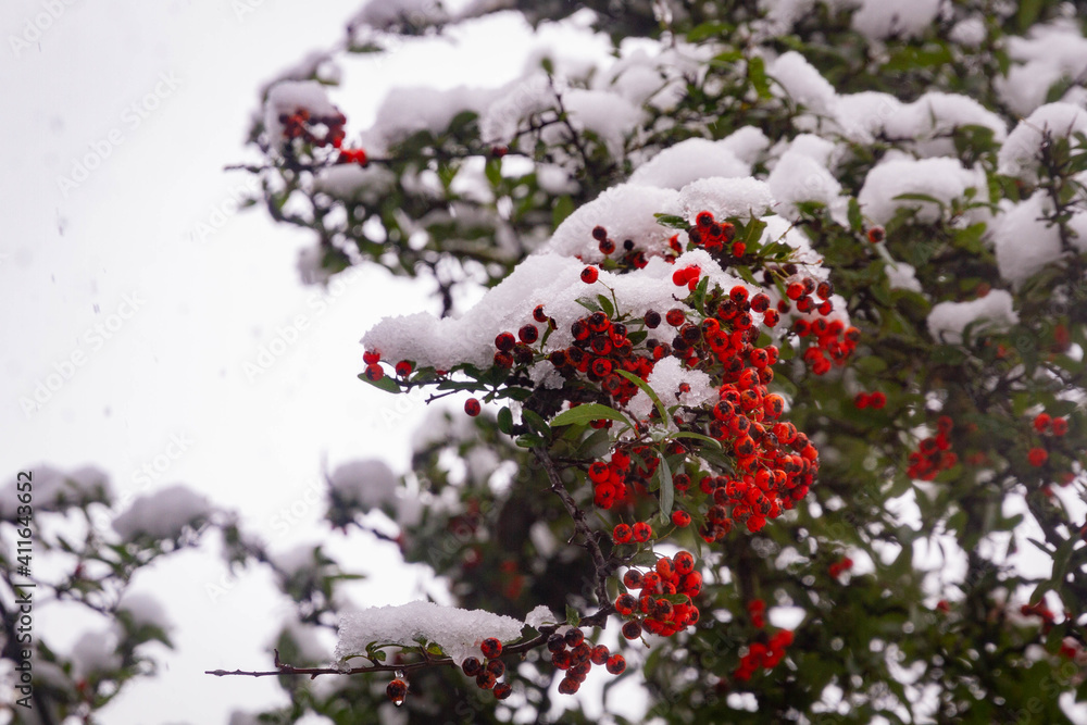 red berries on tree with snow red berries on tree with snow