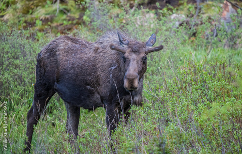 spring bull moose in willows