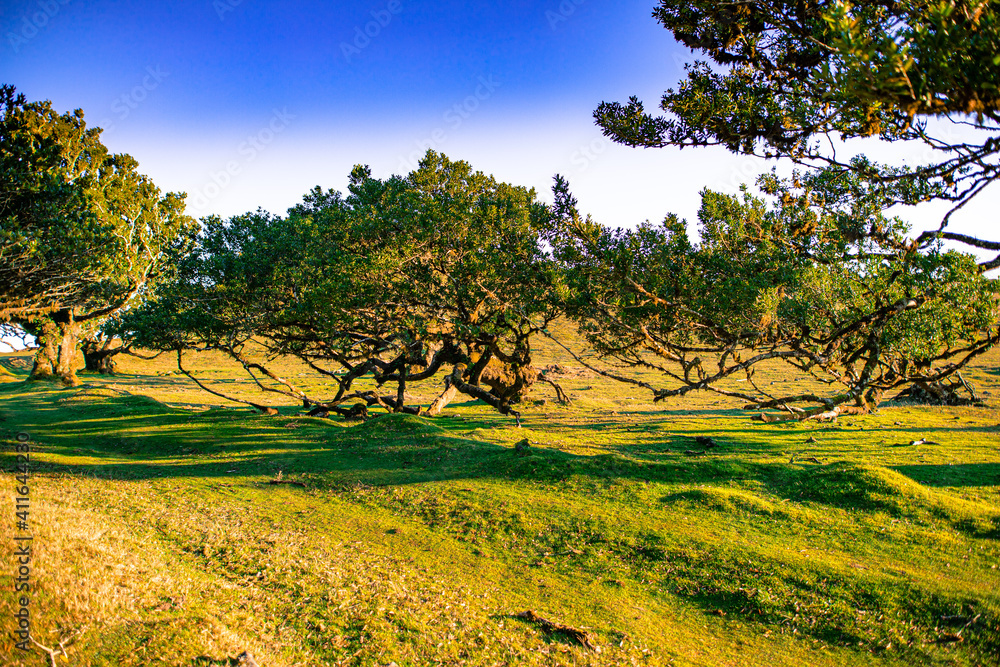 Fototapeta premium landscape with trees