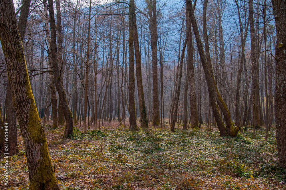Beautiful forest in the park Vrelo Bosne in Bosnia and Herzegovina Beautiful forest in the park Vrelo Bosne in Bosnia and Herzegovina