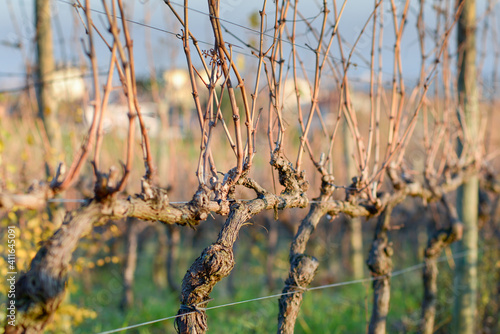 vine plants in Italy. plants in winter