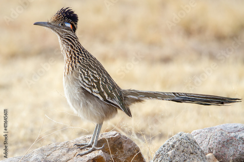Cuadro en lienzo A Greater Roadrunner stands at alert on a rock.