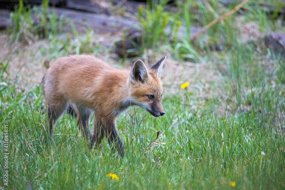 red fox mothers with kits playing in rusty equipment 