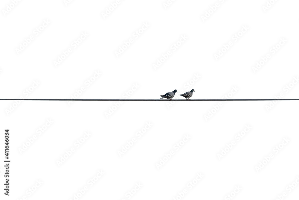 Two pigeons are mates on the wire. white isolated background