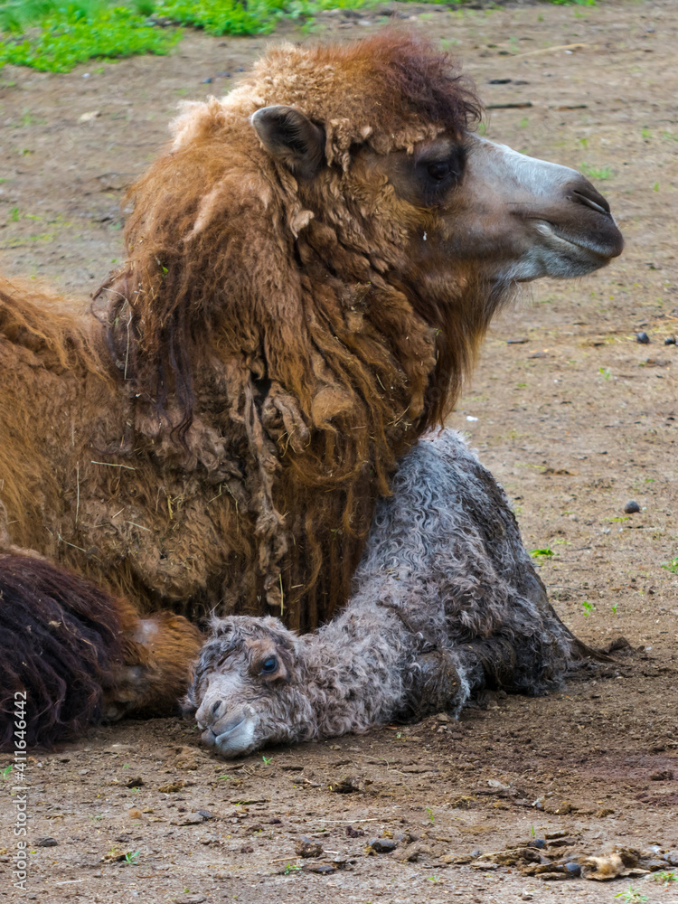 Fototapeta premium Newborn Bactrian camel and its mother soon after birth