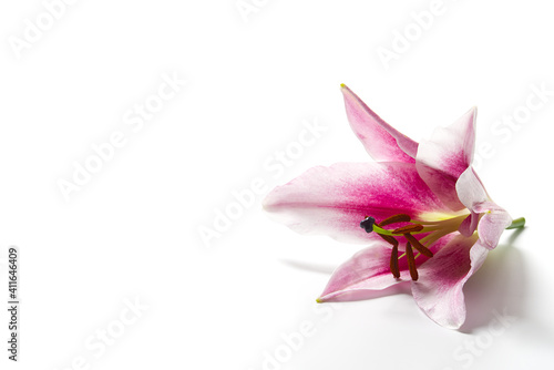 Fototapeta Naklejka Na Ścianę i Meble -  one Pink lily flowers head Isolated on white background.
