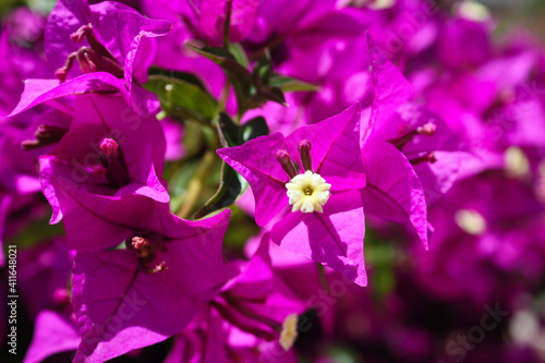 Pink purple bracts. Bougainvillea flower in summer.