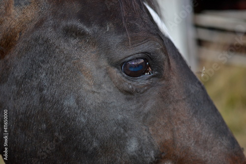 Horse eye dark brown © Thomas