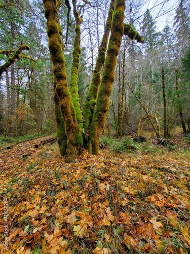 Pacific Northwest forest in Oregon