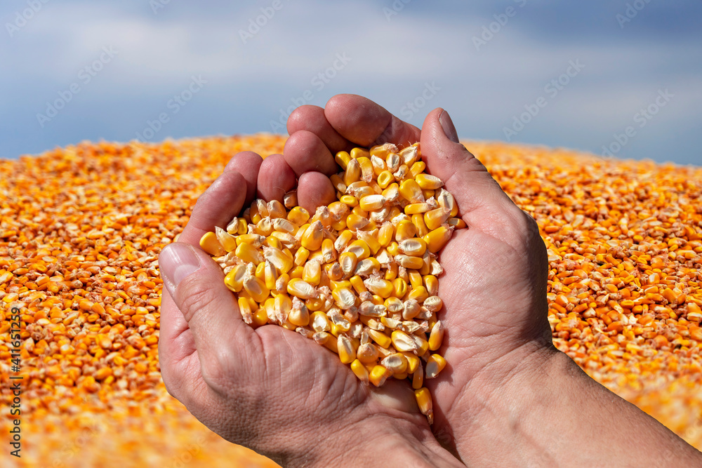 Farmer's Rough Hands Holding Corn Kernels Against the Pile Of Freshly Harvested Corn Grain Farmer's Rough Hands Holding Corn Kernels Against the Pile Of Freshly Harvested Corn Grain