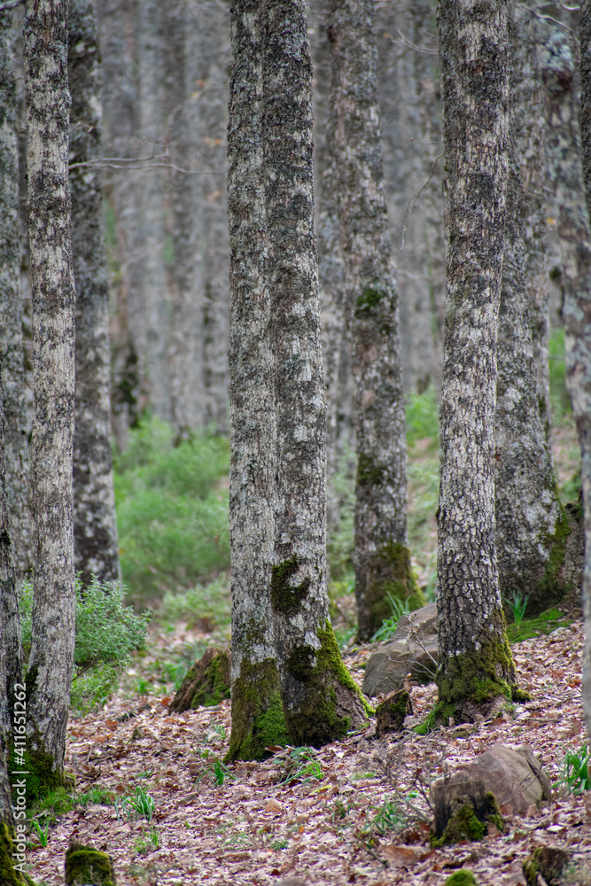 Akfadou forest in Bejaia, Algeria, a Forest of oak and beech Akfadou forest in Bejaia, Algeria, a Forest of oak and beech