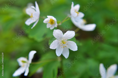 Isopyrum thalictroides blooms in the wild in the forest
