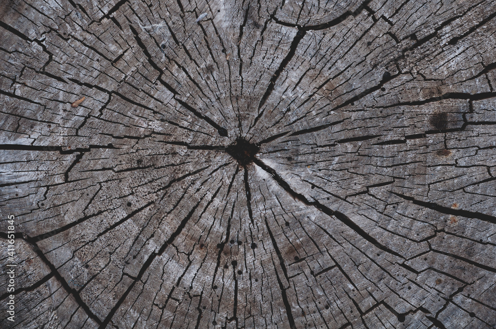 Fototapeta premium Many annual rings on an old tree stump. Old tree trunk texture background wood cut.