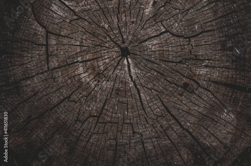 Old tree stump, texture background timber cut annual rings.