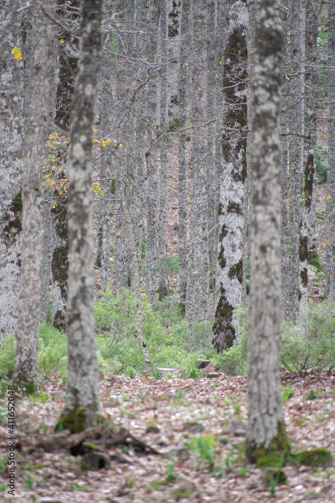 Akfadou forest in Bejaia, Algeria, a Forest of oak and beech Akfadou forest in Bejaia, Algeria, a Forest of oak and beech