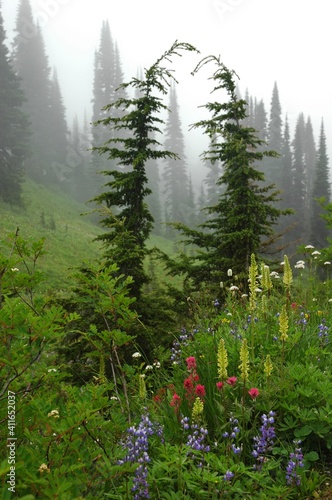 Wild flowers and trees in the morning fog at Mt Rainier National Park, Washington state, Pacific Northwest, USA