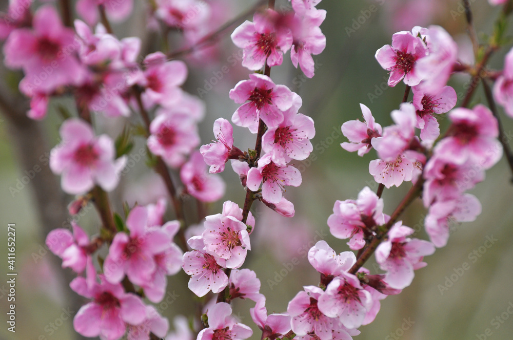 A peach blossoms on a tree branch A peach blossoms on a tree branch