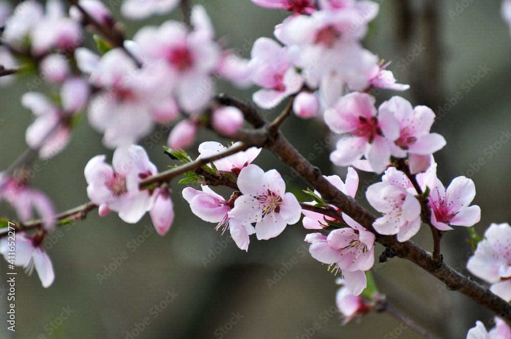 A peach blossoms on a tree branch A peach blossoms on a tree branch
