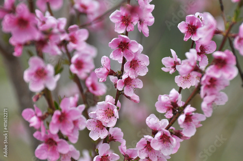 A peach blossoms on a tree branch © orestligetka