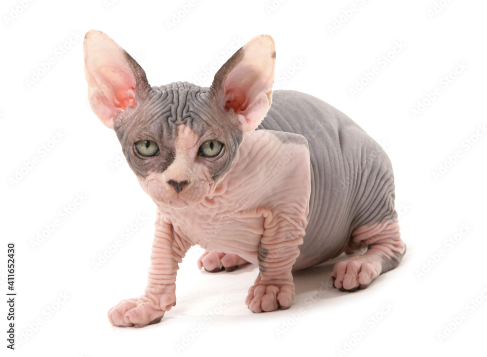 Sphynx Kitten