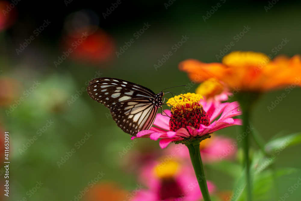 Flowers daisies in summer spring meadow on background blue sky with white clouds, flying orange butterfly, wide format. Summer natural idyllic pastoral landscape, copy space. Flowers daisies in summer spring meadow on background blue sky with white clouds, flying orange butterfly, wide format. Summer natural idyllic pastoral landscape, copy space.