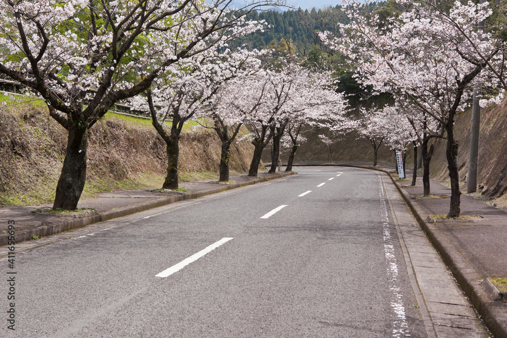 Fototapeta 国分城山公園の桜並木