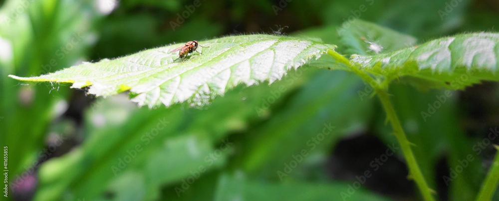 Insect on the green leaf close up. Insect on the green leaf close up.