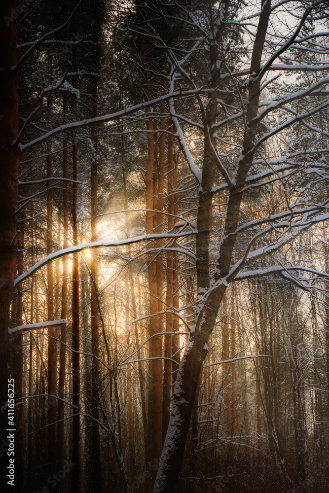 Sun rays through the winter forest