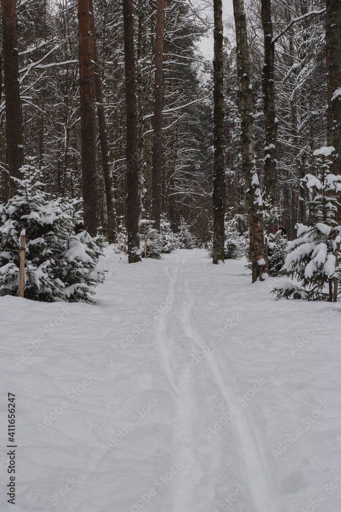 Ski track in the forest among the trees