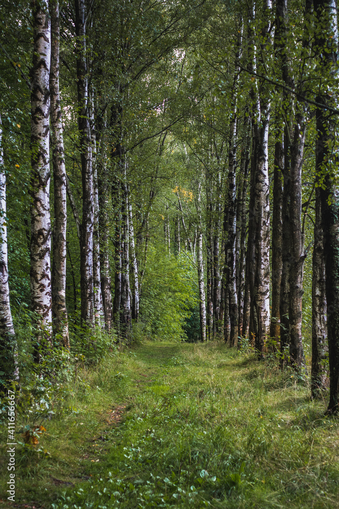 Fototapeta premium nature Forest birch trail