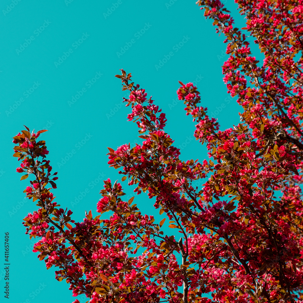 red tree and sky