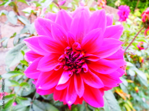 Flower