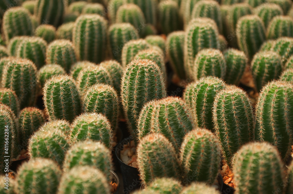 baby cactus in pot with daylight and blur baby cactus in pot with daylight and blur