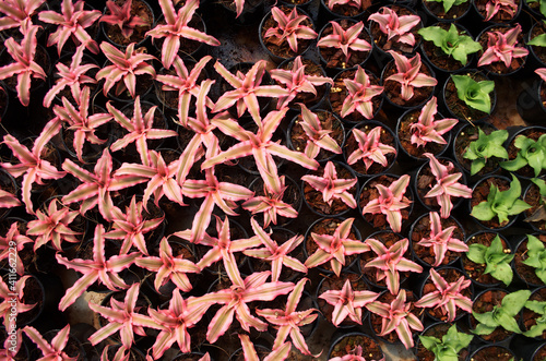 red and green plant in pot with blur