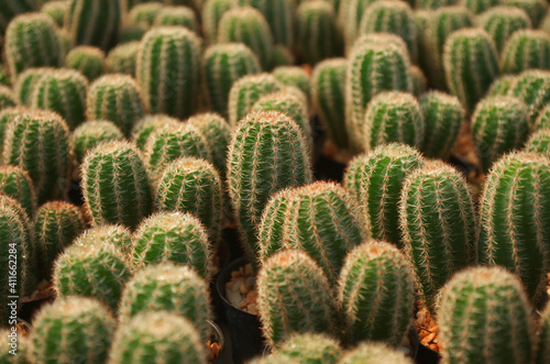 baby cactus in pot with daylight and blur