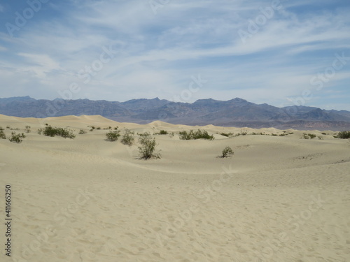 grass in the desert