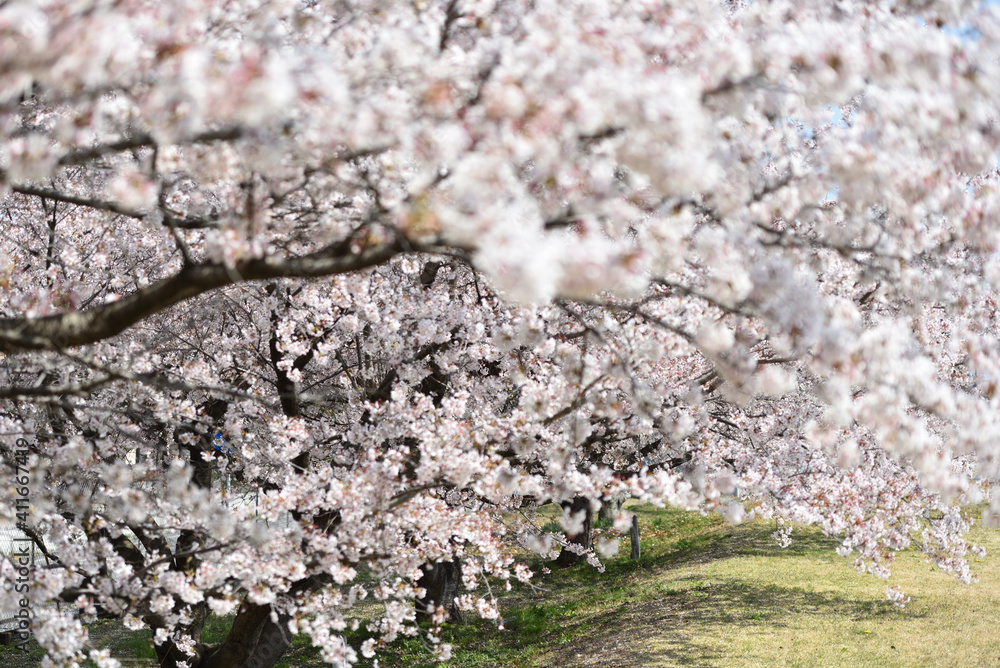 Cherry blossom in a park
