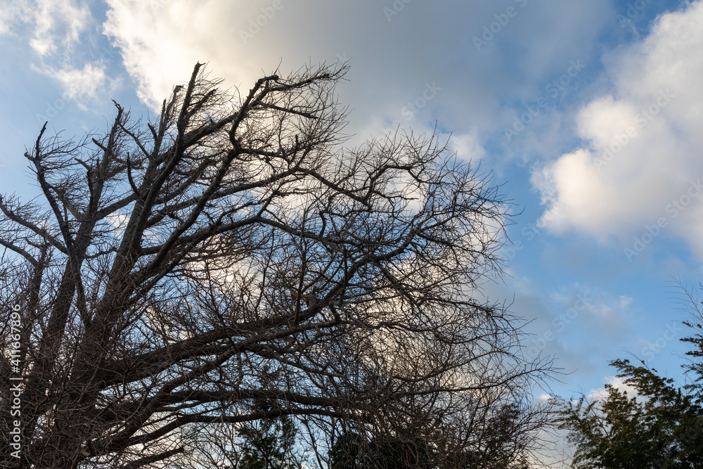 Silhouette of branches in the blue sky Silhouette of branches in the blue sky