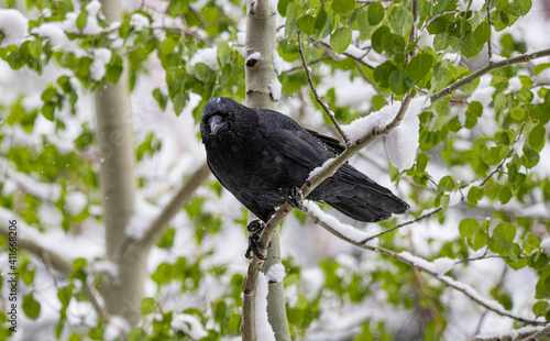 black raven bird in snowy tree
