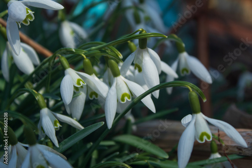 snowdrops in spring