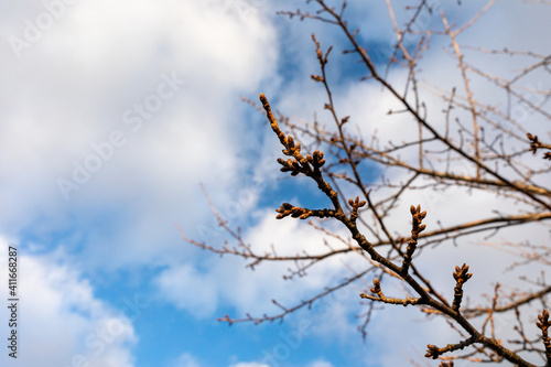 Cherry buds and clouds in the blue sky