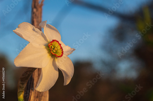 A poets narcissus in the Golden hour