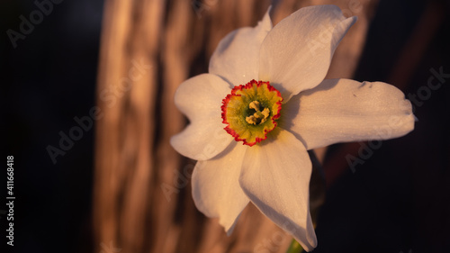 A poets narcissus in the Golden hour