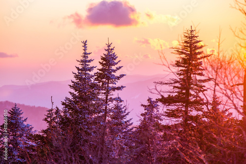 Snow-covered Christmas trees stand on top of a winter mountain during sunset. Beautiful winter landscape. © alexhitrov